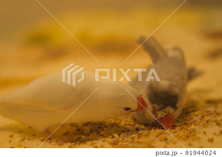 仲良し文鳥 91944024