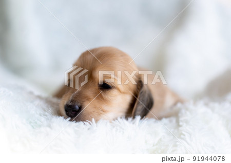 仔犬 カニンヘンダックスフンド 仔犬 カニンヘンダックスフンド 91944078
