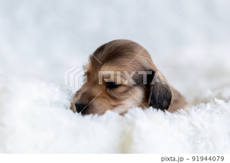 仔犬　カニンヘンダックスフンド 91944079