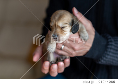 仔犬 カニンヘンダックスフンド 仔犬 カニンヘンダックスフンド 91944086