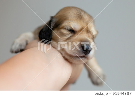 仔犬　カニンヘンダックスフンド 91944387