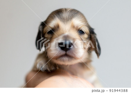 仔犬　カニンヘンダックスフンド 91944388