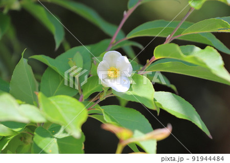 可憐な姫沙羅(ヒメシャラ)の花 可憐な姫沙羅(ヒメシャラ)の花 91944484