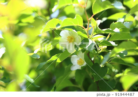 可憐な姫沙羅（ヒメシャラ）の花 91944487