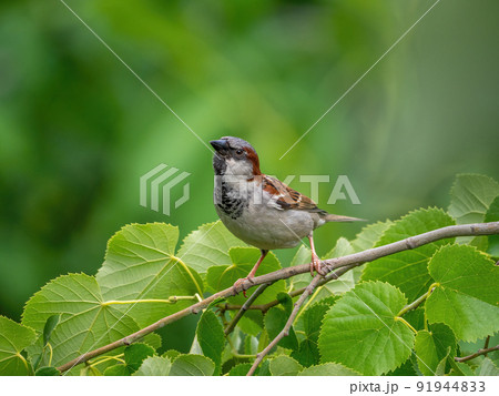 Male House Sparrow (passer domesticus) perched on branch againts green leaves background 91944833