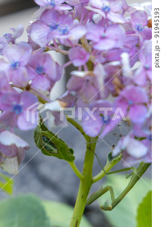 紫陽花とカマキリ 紫陽花とカマキリ 91945193