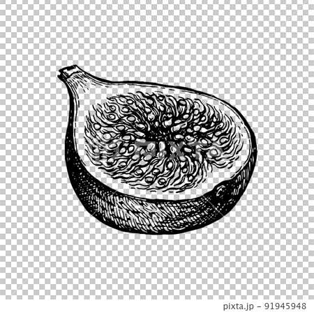 Halved fig fruit ink sketch. 91945948