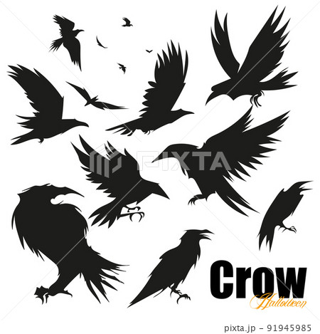 Set of black raven bird in different poses crows 91945985