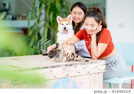 Cat is relax and feel calm during paw abdomain or shin by pretty woman while other friend play dog 91946429
