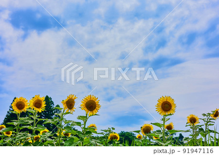 ヒマワリと青空 91947116