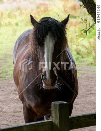 Closeup of a Horse Peering Over a Wooden Fence Closeup of a Horse Peering Over a Wooden Fence 91947146