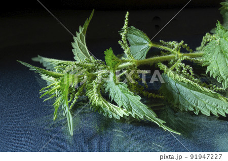 Nettle branch on the table with reflection 91947227