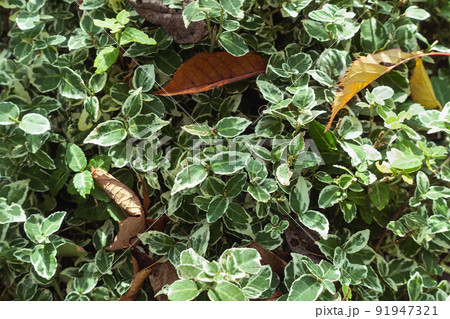 Climbing euonymus or spindle fortunei evergreen shrub with green leaves, early fall. Nature background 91947321