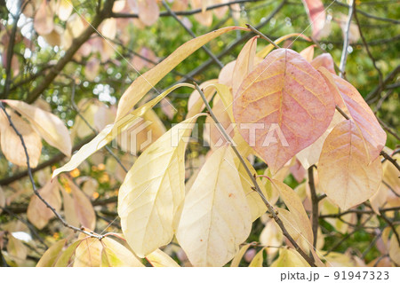 Yellow autumn maple leaves on tree in park, closeup 91947323