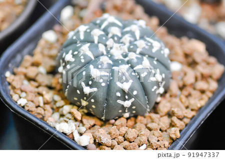 astrophytum asterias miracle , Astrophytum or succulent or astrophytum asterias hanazono or astrophytum asterias super kabuto 91947337