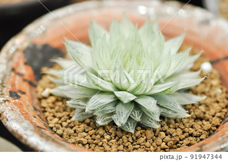 Haworthia ,Haworthia tsukikage or cactus or succulent Haworthia ,Haworthia tsukikage or cactus or succulent 91947344