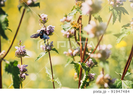 Black carpenter bee on blooming purple flower 91947484
