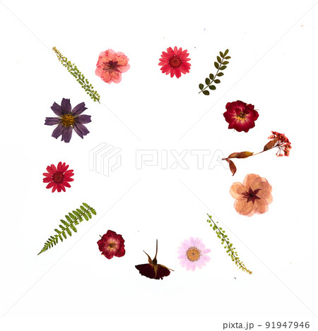 Frame from pressed and dried summer flowers Frame from pressed and dried summer flowers 91947946