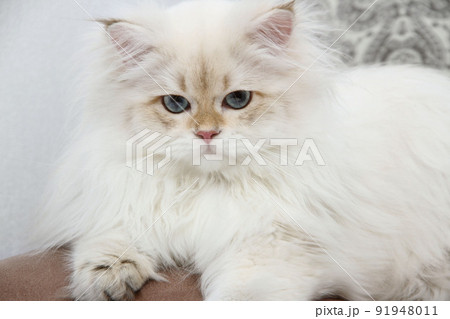 British longhair kitten of silver color on white background. Cute fluffy kitten with blue eyes. Pets at cozy home. Top down view web banner. Funny adorable pets cats. Postcard concept. British longhair kitten of silver color on white background. Cute fluffy kitten with blue eyes. Pets at cozy home. Top down view web banner. Funny adorable pets cats. Postcard concept. 91948011