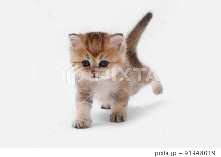 British shorthair kitten of golden color on white background and green leaves. Cute red chinchilla kitten. Pets at cozy home. Top down view web banner. Funny adorable pets cats. Postcard concept. British shorthair kitten of golden color on white background and green leaves. Cute red chinchilla kitten. Pets at cozy home. Top down view web banner. Funny adorable pets cats. Postcard concept. 91948019