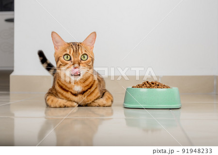 A full bowl of dry food and a licking domestic cat. 91948233