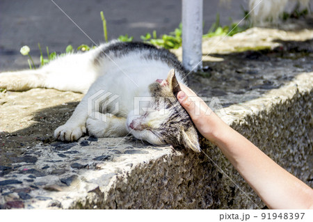 dirty stray cat laying on concrete base of fence dirty stray cat laying on concrete base of fence 91948397