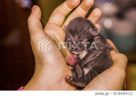 newborn blind grey kitten in hand newborn blind grey kitten in hand 91948412