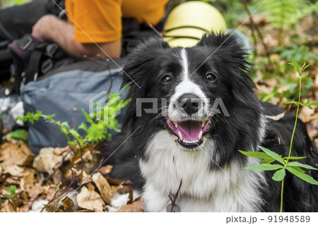 close-up of a border collie portrait 91948589