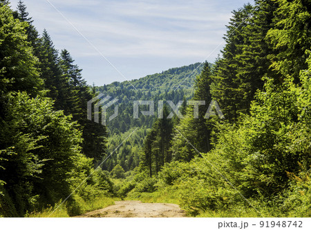 a road through the spruce forest in the Ukrainian Carpathians a road through the spruce forest in the Ukrainian Carpathians 91948742