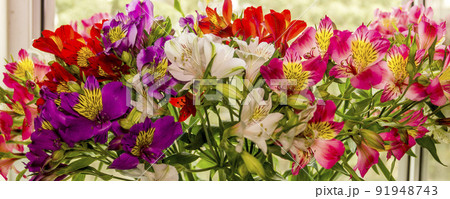 a large bouquet of multi-coloured alstroemerias 91948743