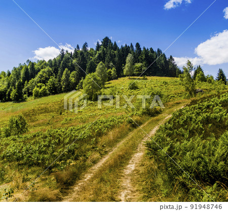 a trail in the meadow near the spruce forest in the Ukrainian Carpathians a trail in the meadow near the spruce forest in the Ukrainian Carpathians 91948746