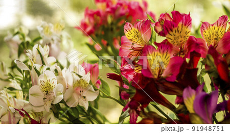 a large bouquet of multi-coloured alstroemerias a large bouquet of multi-coloured alstroemerias 91948751