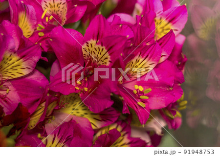 a bouquet of pink alstroemerias 91948753
