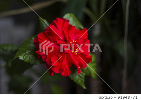 a blossoming Rose of Sharon (Hibiscus Syriacus) a blossoming Rose of Sharon (Hibiscus Syriacus) 91948771