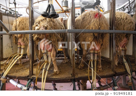 milking sheep at the dairy farm milking sheep at the dairy farm 91949181
