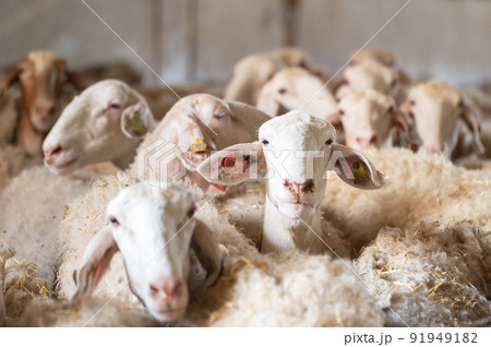 Flock of sheep in stable 91949182