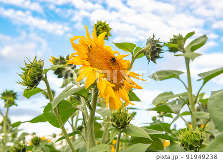 Sunflowers blue sky Summer nature background 91949238