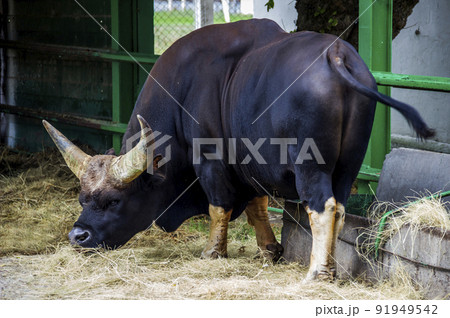 african forest buffalo in the zoo african forest buffalo in the zoo 91949542