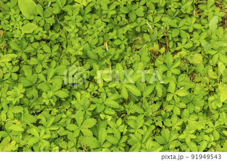 a green leaves background a green leaves background 91949543