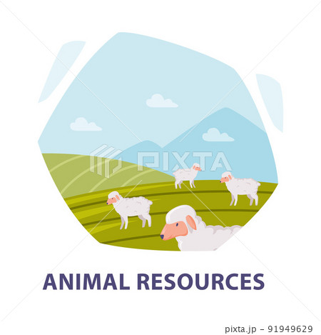 Natural Resource with Animals Grazing on Green Pasture Hexagonal Shape Picture Vector Illustration Natural Resource with Animals Grazing on Green Pasture Hexagonal Shape Picture Vector Illustration 91949629
