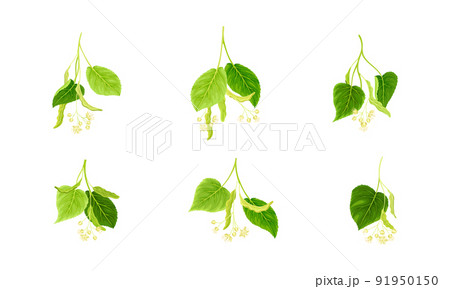 Twig of Linden or Tilia Cordata Blossom with Small Yellow Flower Clusters and Drupe Vector Set 91950150