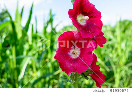 Red mallow in the field Red mallow in the field 91950672