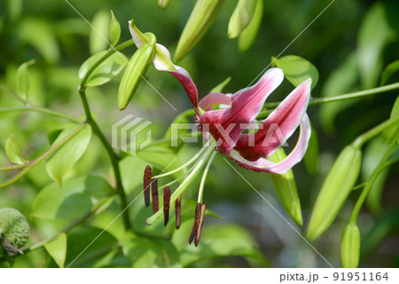 カノコユリ　ブラックビューティー 91951164