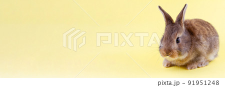 small brown fluffy easter bunny with big ears and white whiskers on pastel yellow background with copy space, photo banner. Concept for spring holidays small brown fluffy easter bunny with big ears and white whiskers on pastel yellow background with copy space, photo banner. Concept for spring holidays 91951248