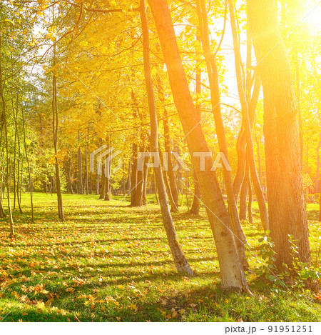 Autumn park with yellow fallen leaves illuminated sun. 91951251