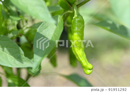 伏見唐辛子 91951292