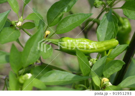 伏見唐辛子 91951293