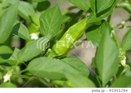 伏見唐辛子 伏見唐辛子 91951294