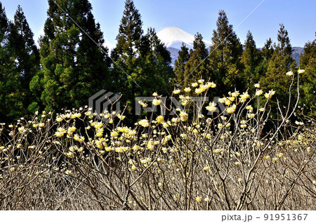 丹沢のミツバ岳山頂に咲くミツマタと富士山 91951367