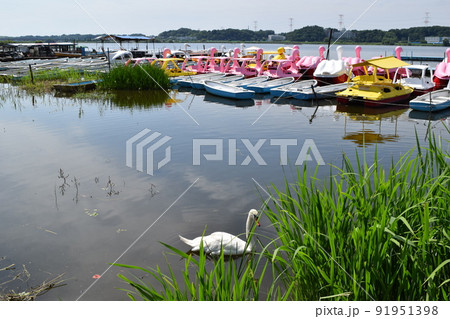 手賀沼 利根川水系 手賀沼 利根川水系 91951398